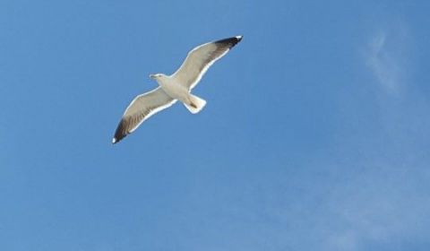 Internationale onderzoekssamenwerking gericht op Noordzeegarnaal