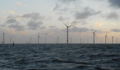 Dode vogels bij windparken opgevist? Geef het door!