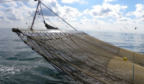 Puls visserij komt in triloog onderhandelingen