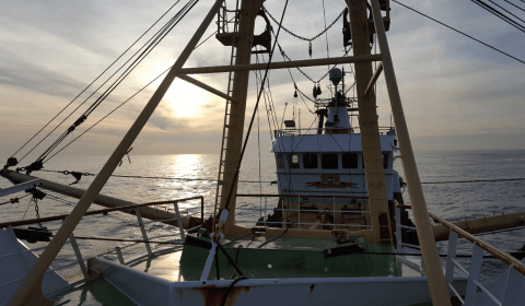 Hoe gaat het verder met de Puls in wateren van andere landen?