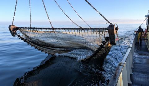 Greenpeace dumpt stenen in belangrijke Duitse visgebieden