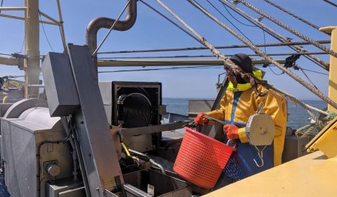 Economische ramp dreigt voor garnalenvissers in de Sylt