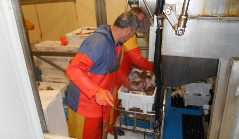 VisNed in Noordzeeadviesraad: We zijn niet klaar voor de aanlandplicht 